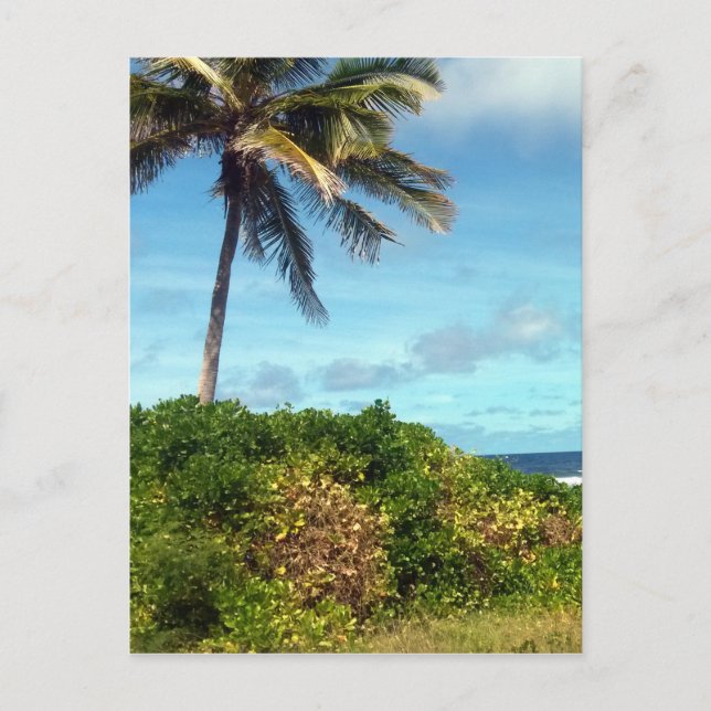 Nauruspalme Postkarte (Vorderseite)