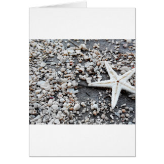 Nautical Starfish Muschel Gray Beach Sand