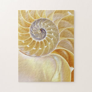 Nautilus