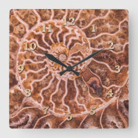 NAUTILUS ALTE SPIRALE