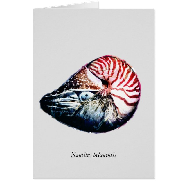 Nautilus belauensis (Vorne)