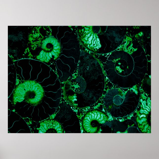 Nautilus green shell, scared geometry  poster (Vorne)