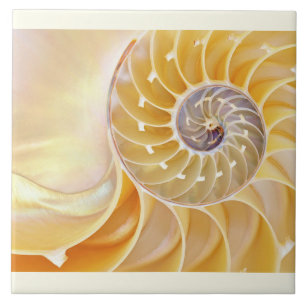Nautilus Keramik Tile Fliese