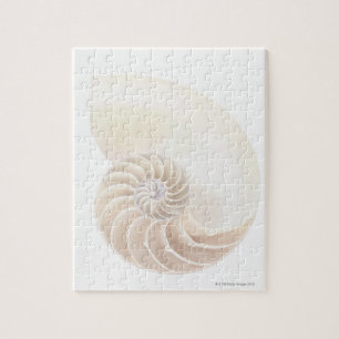 Nautilus-Muschel