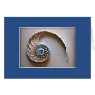 Nautilus-Muschel-Abschnitt
