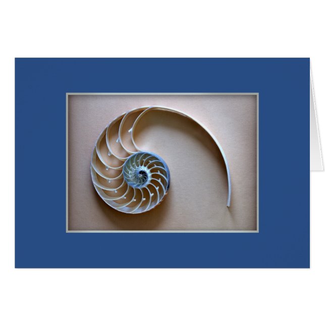 Nautilus-Muschel-Abschnitt (Vorderseite (Horizontal))