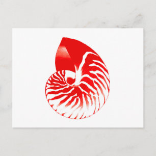 Nautilus-Muschel - dunkelrot und weiß Postkarte