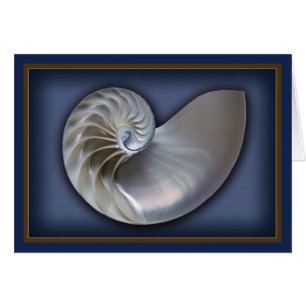Nautilus-Muschel horizontal