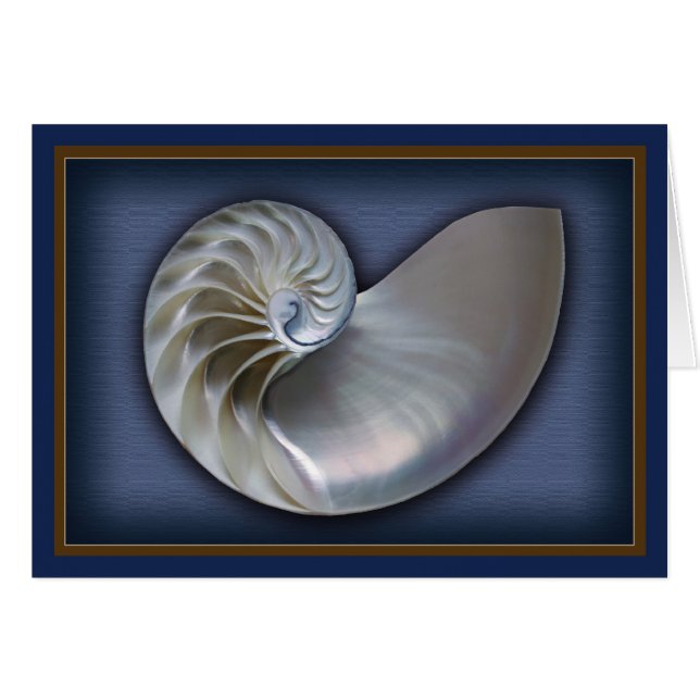 Nautilus-Muschel horizontal (Vorderseite (Horizontal))