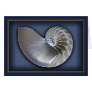 Nautilus-Muschel horizontale 2