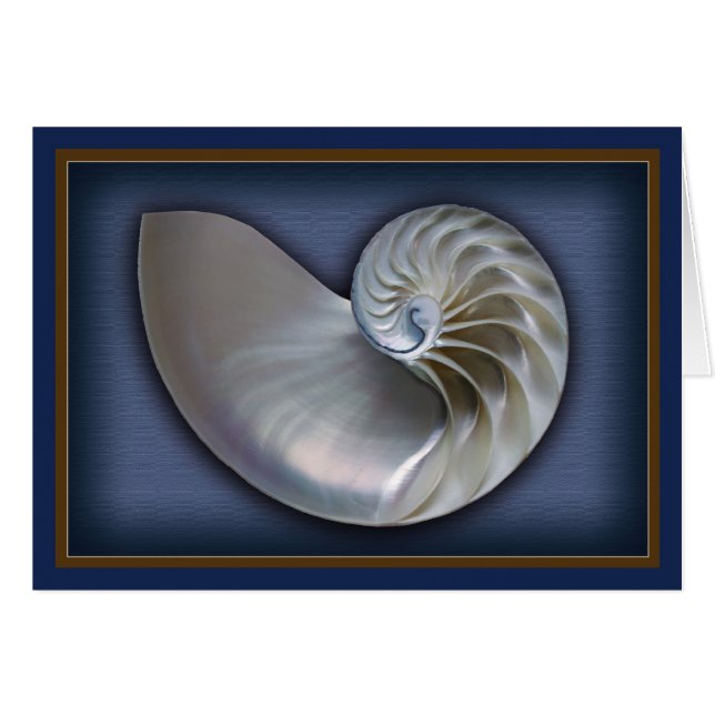Nautilus-Muschel horizontale 2 (Vorderseite (Horizontal))