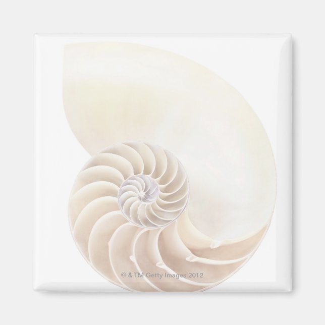 Nautilus-Muschel, nah Magnet (Vorne)