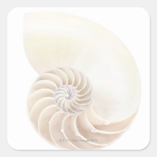 Nautilus-Muschel, Nahaufnahme Quadratischer Aufkleber