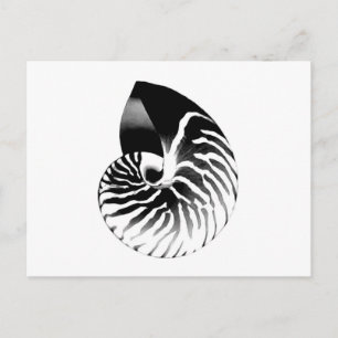 Nautilus-Muschel - schwarz, grau und weiß Postkarte