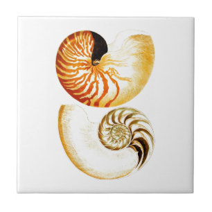 Nautilus Muschel Seashell no.8 Beach Deco Art Fliese