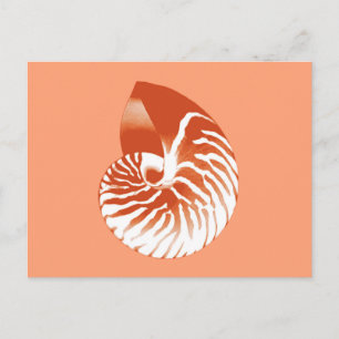 Nautilus-Muschel - Terrakotta und Weiß Postkarte