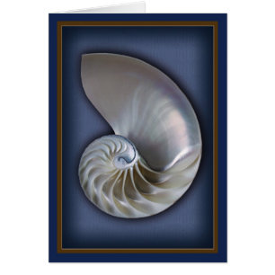 Nautilus-Muschel-Vertikale 2