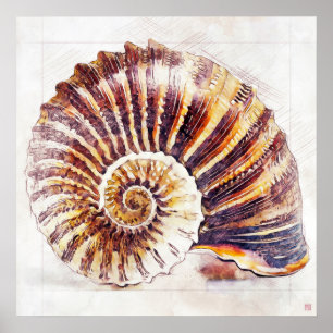 Nautilus Muschel Zeichnend - Kunstdruckerei Poster