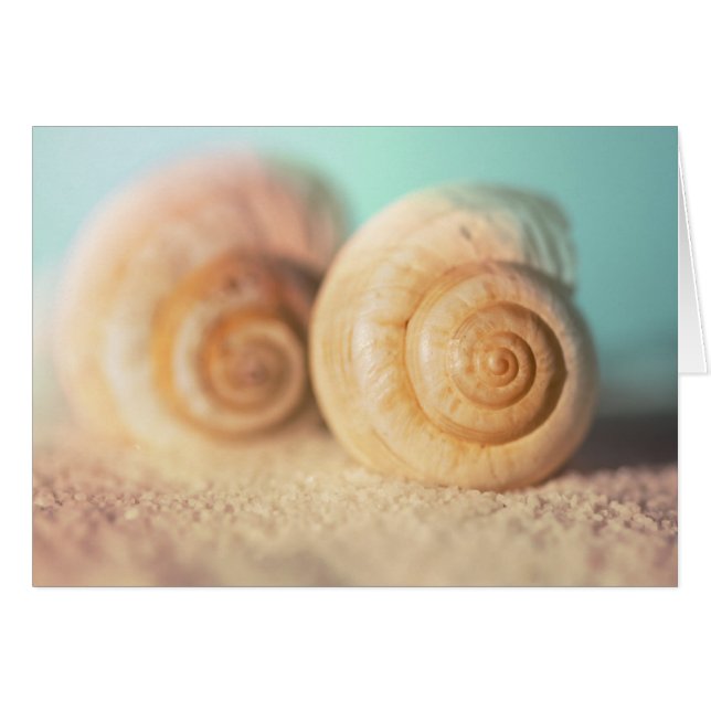 Nautilus-Muscheln am Strand (Vorderseite (Horizontal))