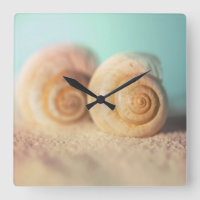 Nautilus-Muscheln auf Strand