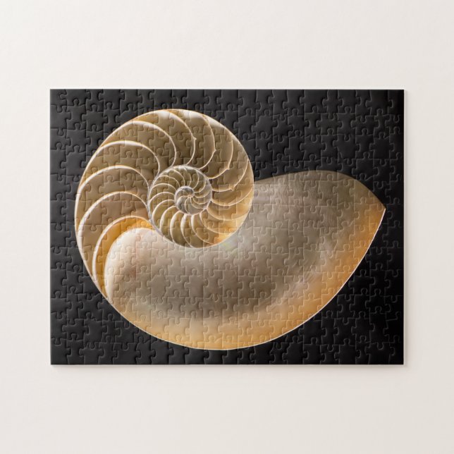 Nautilus Seashell (Horizontal)