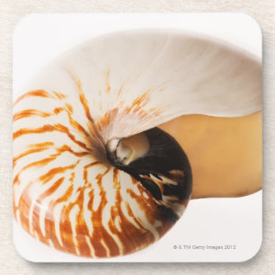 Nautilus Seashell (Nautilus stenomphalus) Getränkeuntersetzer
