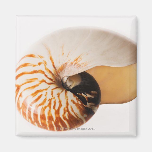 Nautilus seashell (Nautilus stenomphalus) Magnet (Vorne)