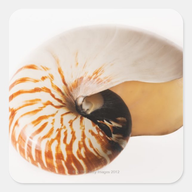 Nautilus seashell (Nautilus stenomphalus) Quadratischer Aufkleber (Vorderseite)