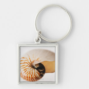 Nautilus Seashell (Nautilus stenomphalus) Schlüsselanhänger