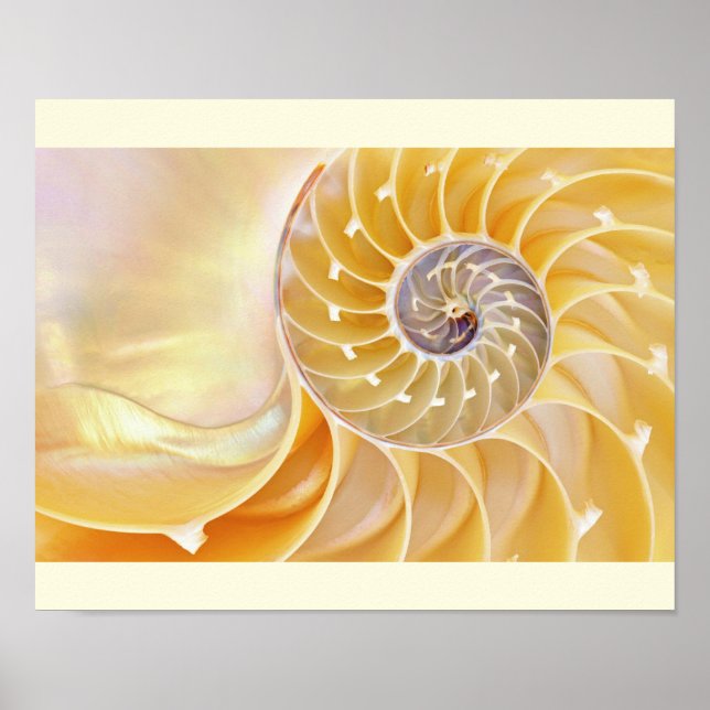Nautilus Seashell Poster (Vorne)