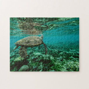 Nautische Foto Meeresfotografie Fische Pic