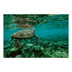 Nautische Foto Meeresfotografie Fische Pic Poster