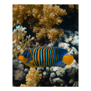 Nautische Foto Meeresfotografie Fische Pic Poster