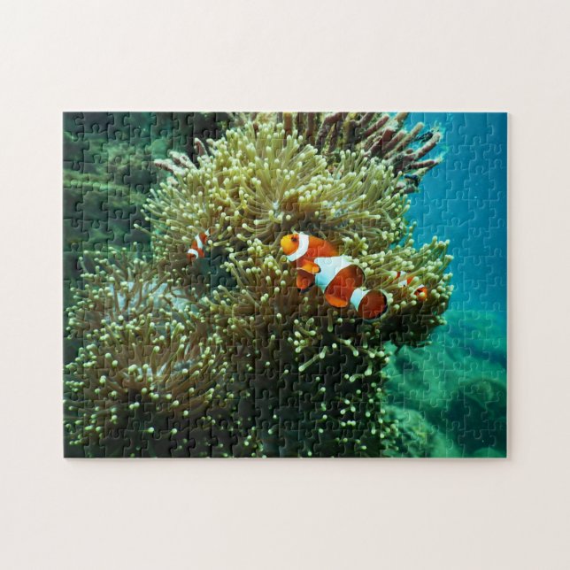 Nautische Fotos Meerestierfotografie Fische Pic (Horizontal)