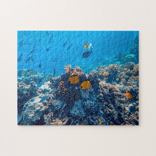 Nautische Fotos Meerestierfotografie Fische Pic (Horizontal)
