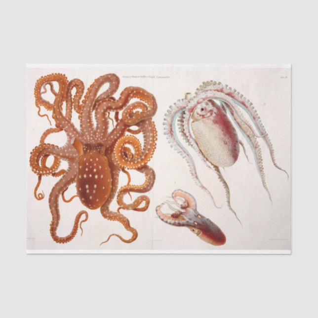 Nautischer Oktopus Tintenfisch Ephemera Decoupage  Seidenpapier (Vorderseite)