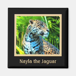 Nayla le Magnet Jaguar