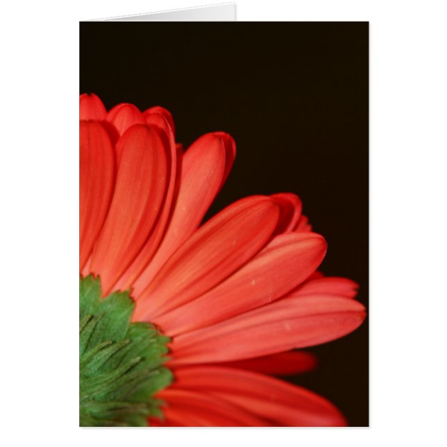 Ne me tourne pas le dos (Devant)