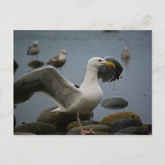 Ne pas déranger la carte postale (Devant)