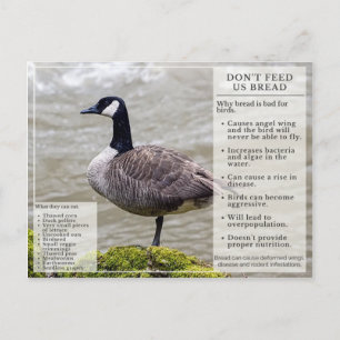 Ne pas nourrir le pain aux oiseaux Carte postale O