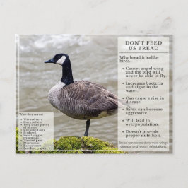 Ne pas nourrir le pain aux oiseaux Carte postale O
