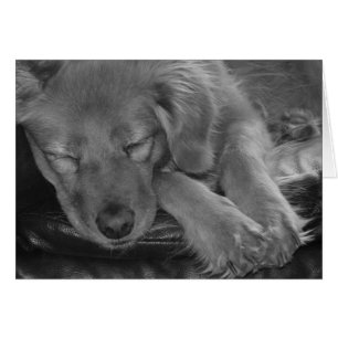 Ne réveillez pas le chat qui dort !