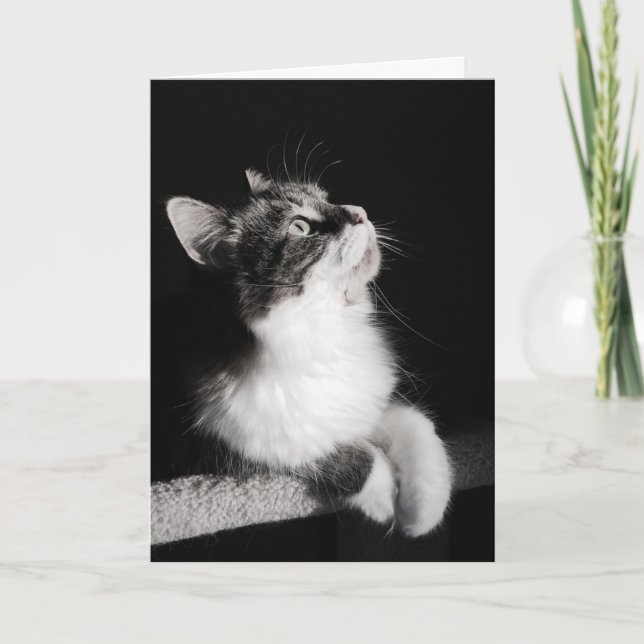 Ne stoppez pas rêver la carte (Devant)