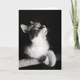 Ne stoppez pas rêver la carte