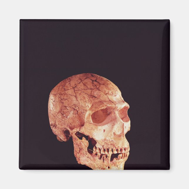 Neanderthal Skull, entdeckt auf Mt Carmel Magnet (Vorne)