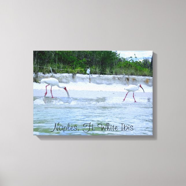 Neapel, FL White Ibis Birds Walking on Beach Leinwanddruck (Vorderseite)