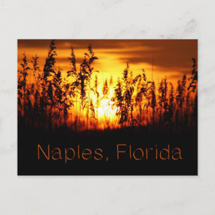 Neapel Florida Sonnenuntergang Postkarte
