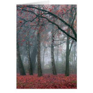 Nebel im Herbst-Wald mit rotem Blätter
