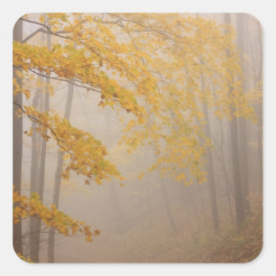 Nebel und Herbstlaub, Great Smoky Mountains Quadratischer Aufkleber