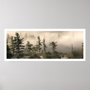 Nebel und Koniferen am Morgen Poster